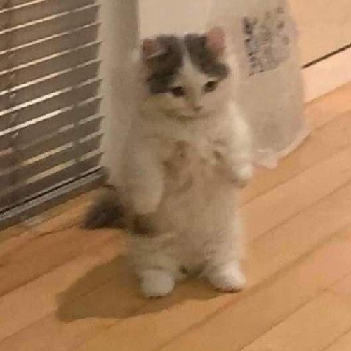 solyīTom